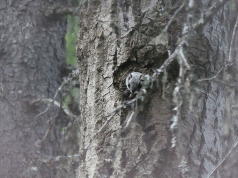 Flying Squirrel – The small gliding ghosts of the forest are in danger … and how genetics could help them&nbsp;out