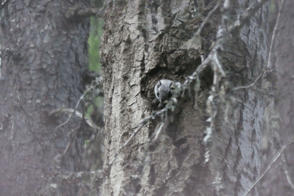 Flying Squirrel – The small gliding ghosts of the forest are in danger … and how genetics could help them&nbsp;out