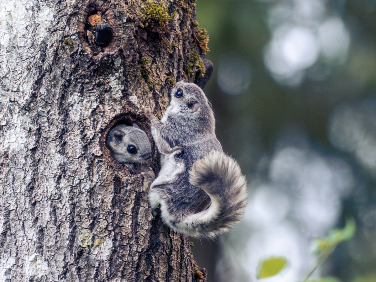 A Reference Genome for the Flying Squirrel: Why it is the Basis for better Species&nbsp;Conservation?