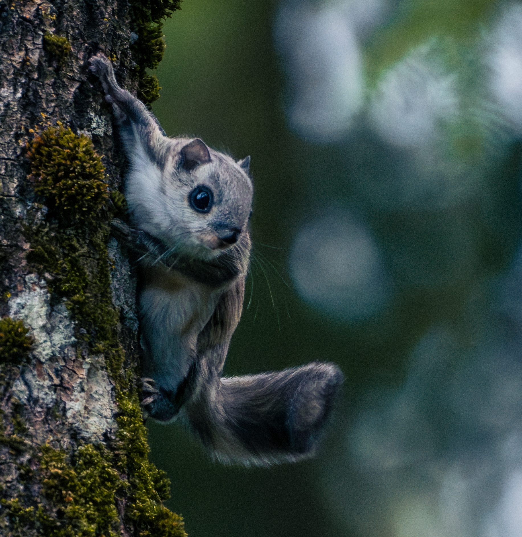 Flying Squirrel