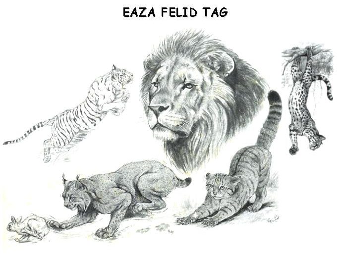 EAZA Felid TAG