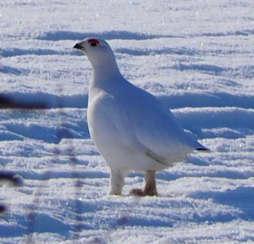 Ptarmigan