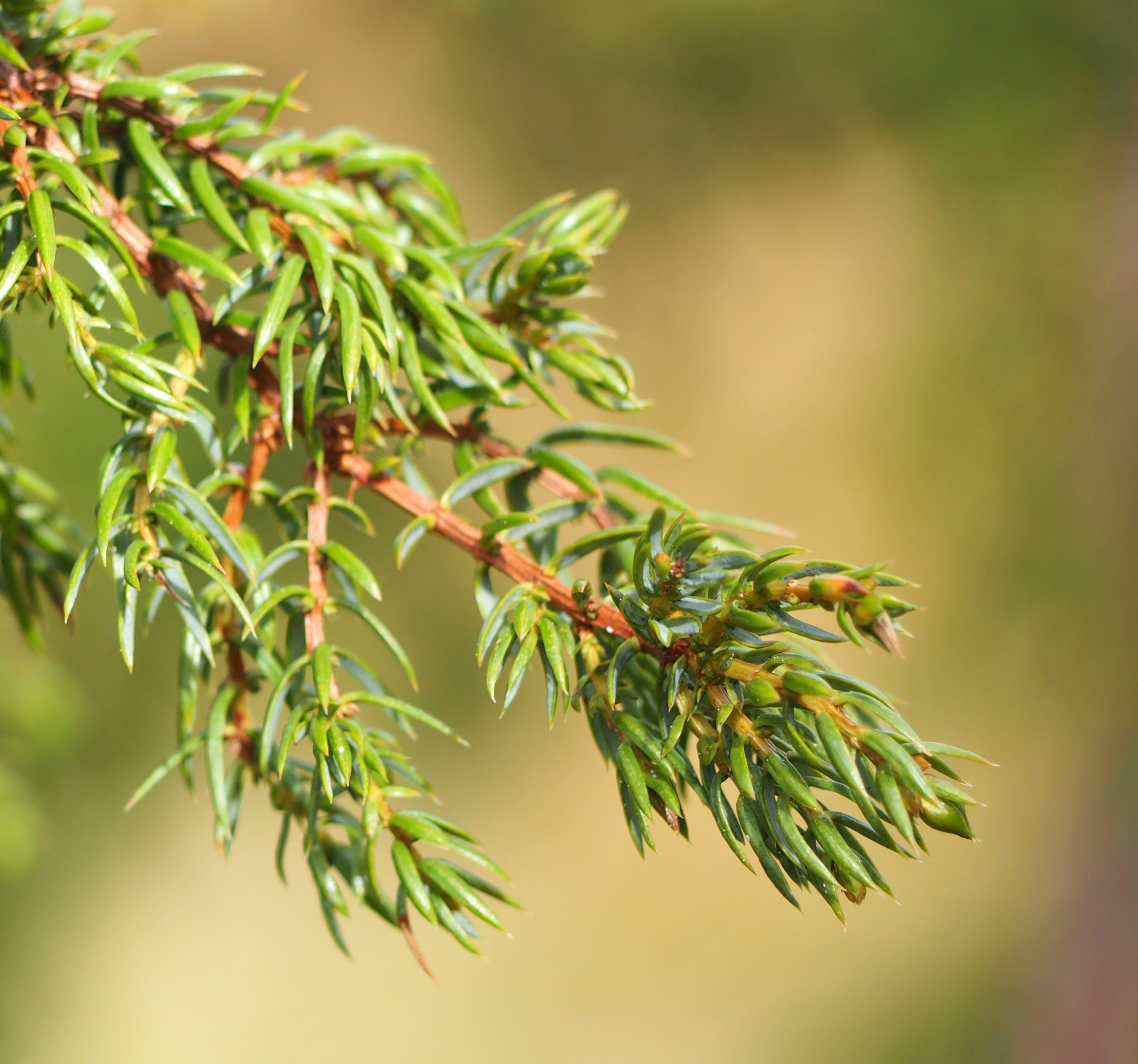 eDNA and Remote Sensing-based Biodiversity Monitoring