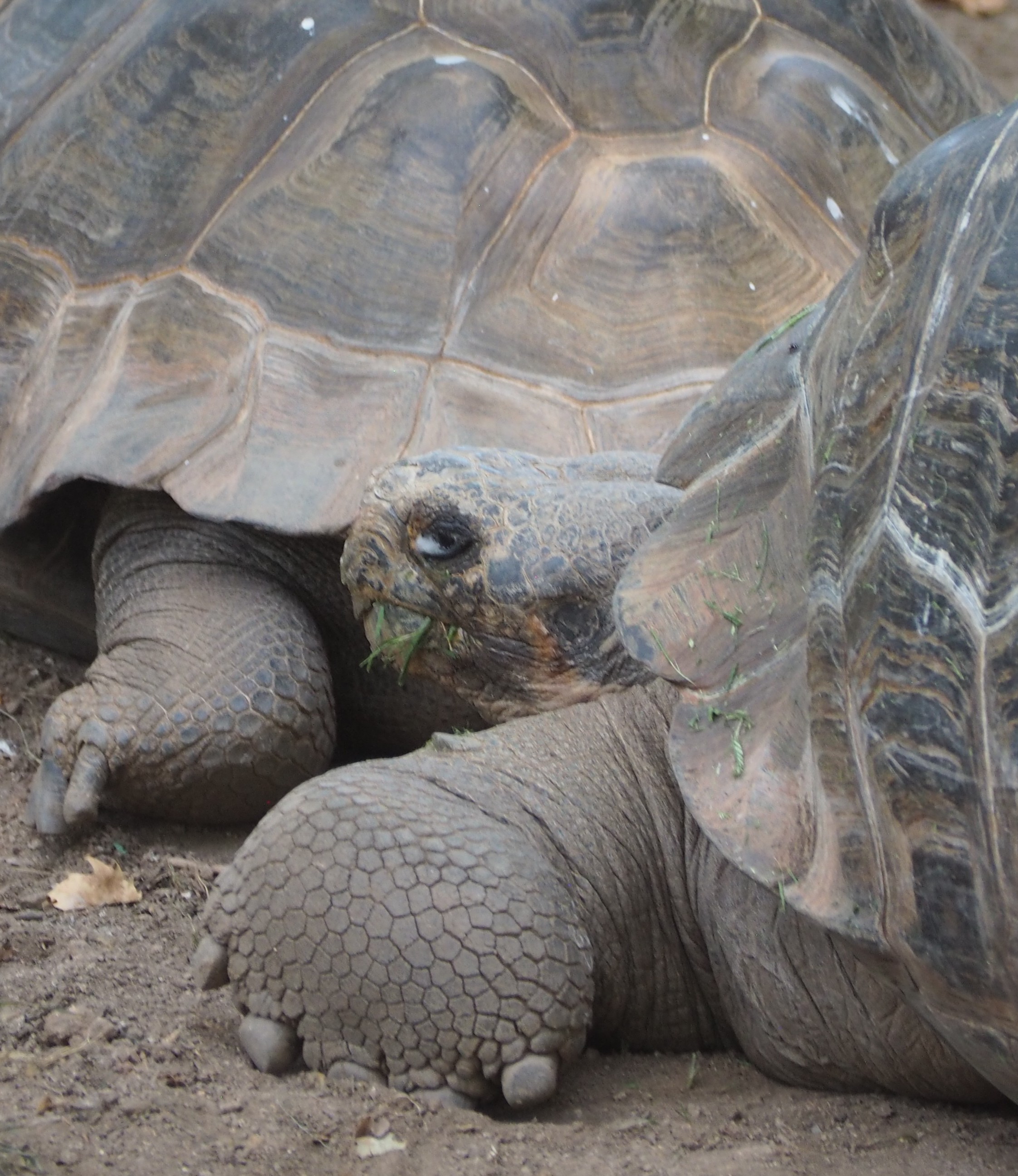 Galápagos Giant Tortoise