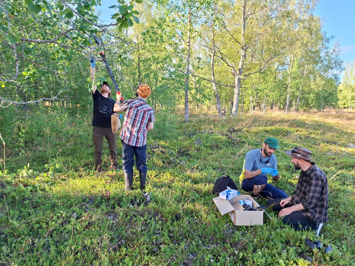 Habitat restoration and environmental DNA biodiversity monitoring on Ulkokrunni&nbsp;Island