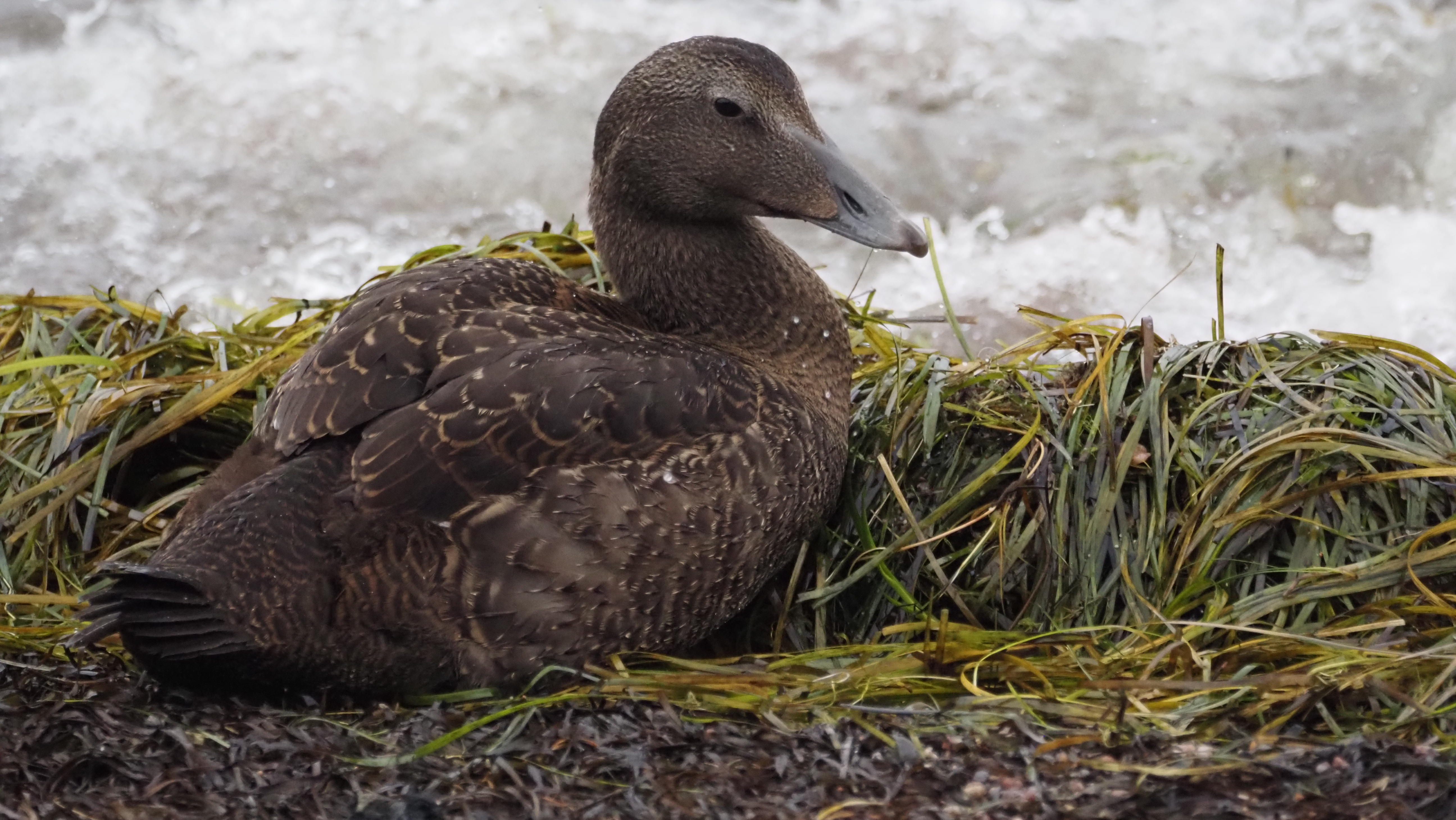 Common Eider