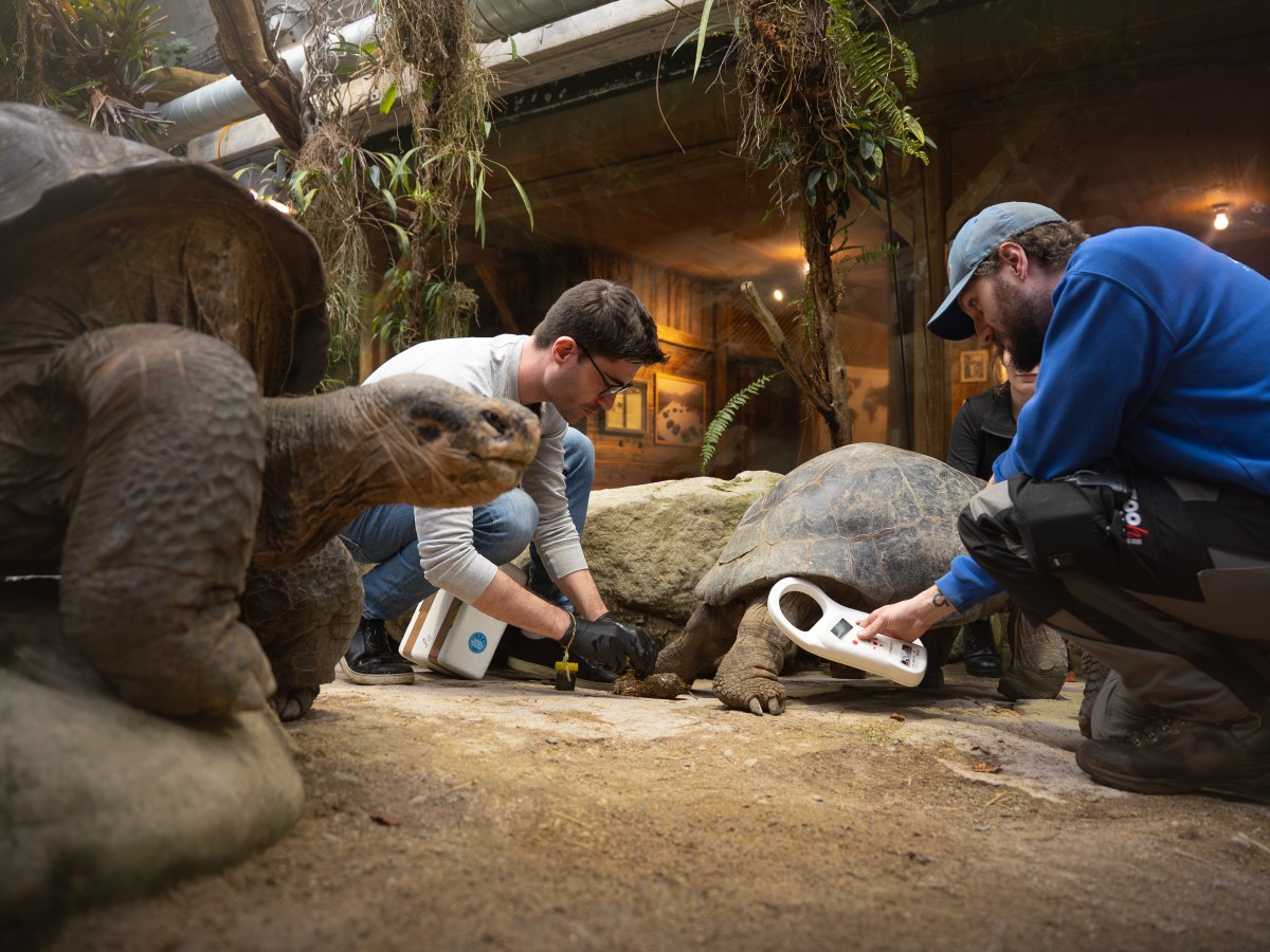 The Origin of Jumbo and Co. – Genetic study in Oulu supports Zürich Zoo and the European conservation breeding programme of Galápagos giant&nbsp;tortoises