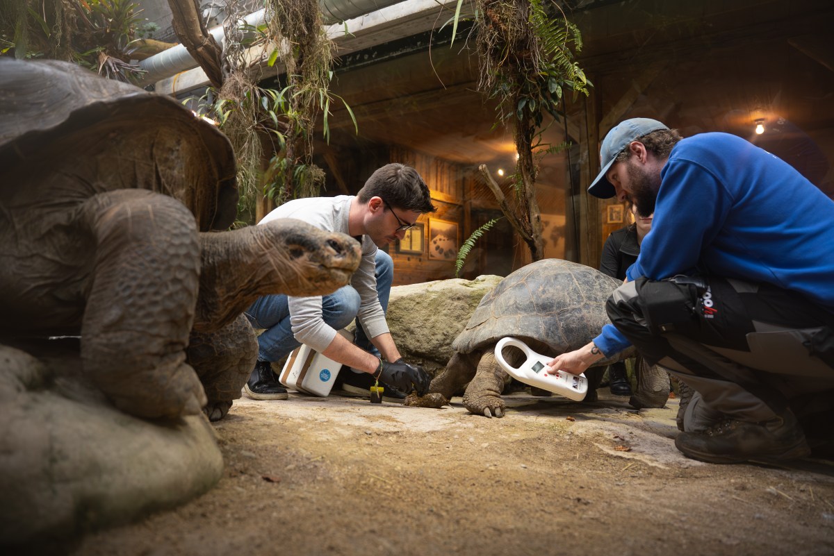 The Origin of Jumbo and Co. – Genetic study in Oulu supports Zürich Zoo and the European conservation breeding programme of Galápagos giant&nbsp;tortoises