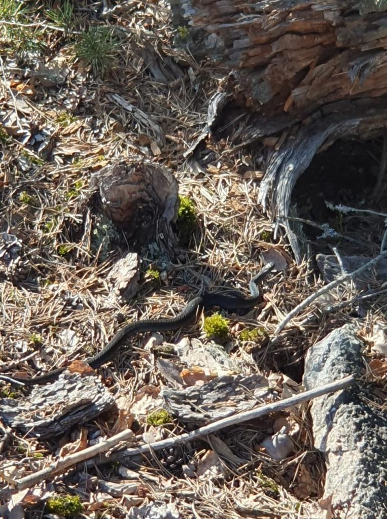 Common European adder (Vipera berus).
Nuuksio National Park (Finland), April 2026