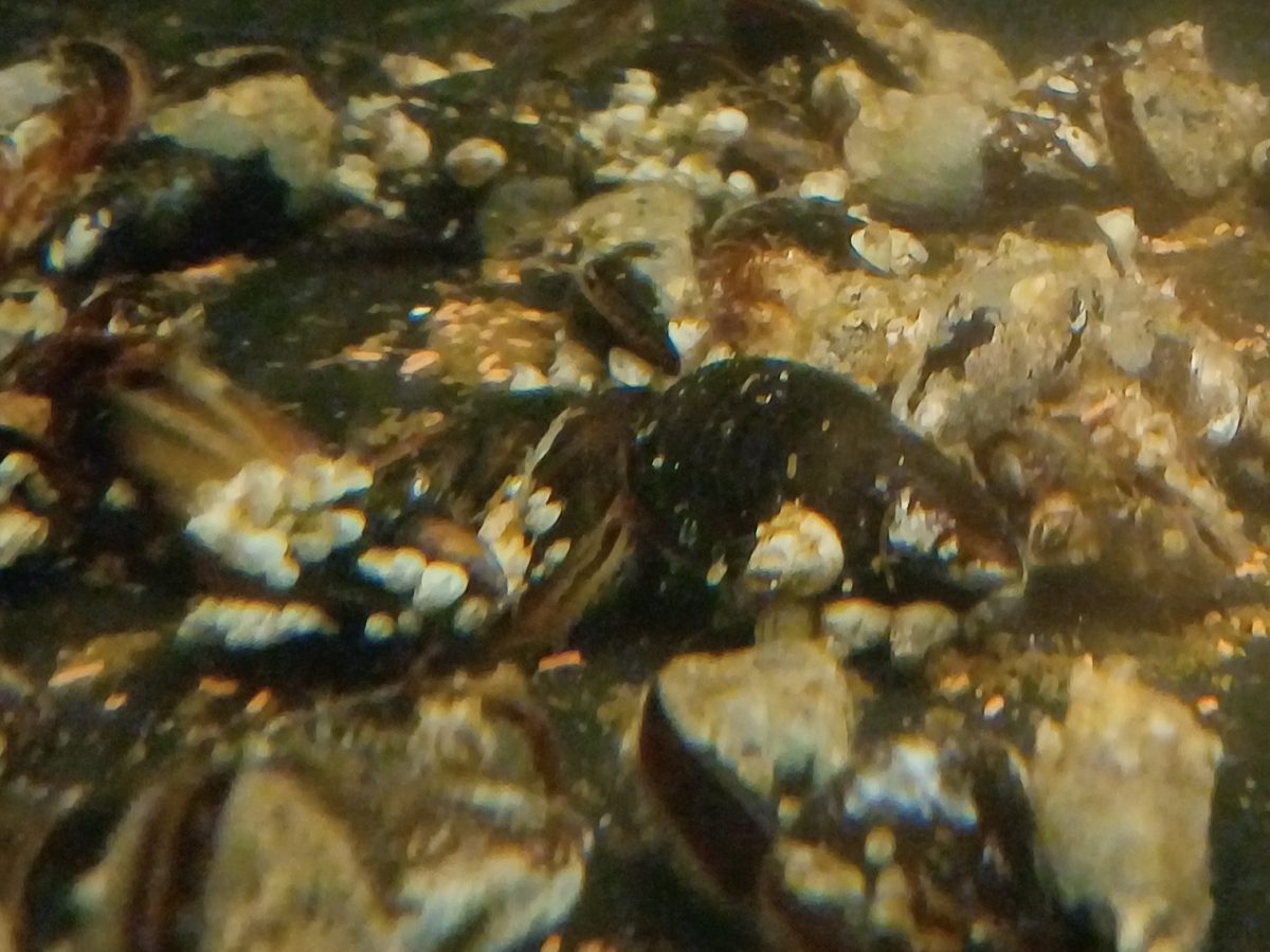 Meet the engineer of the Baltic Sea – the foolish&nbsp;mussel