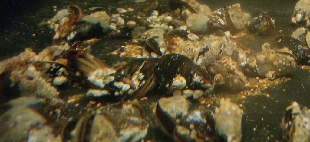 Meet the engineer of the Baltic Sea – the foolish&nbsp;mussel
