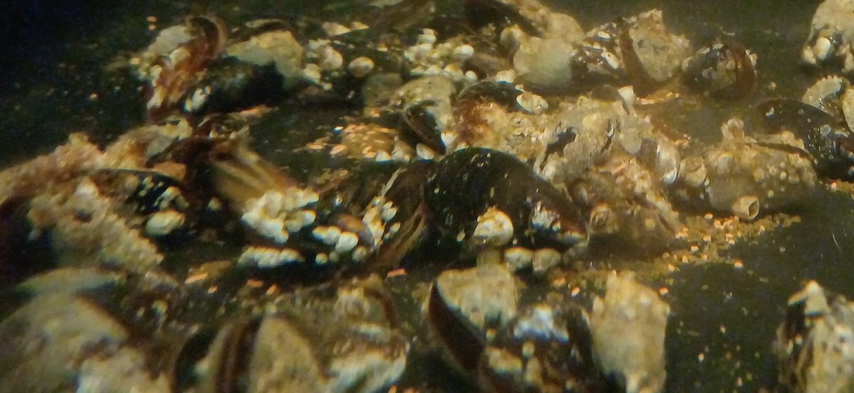 Meet the engineer of the Baltic Sea – the foolish&nbsp;mussel